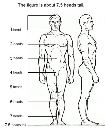 human body proportions pdf