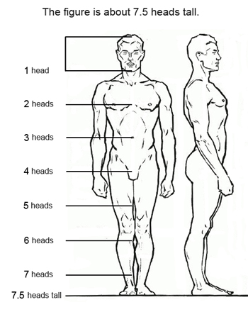 Figure drawing proportions