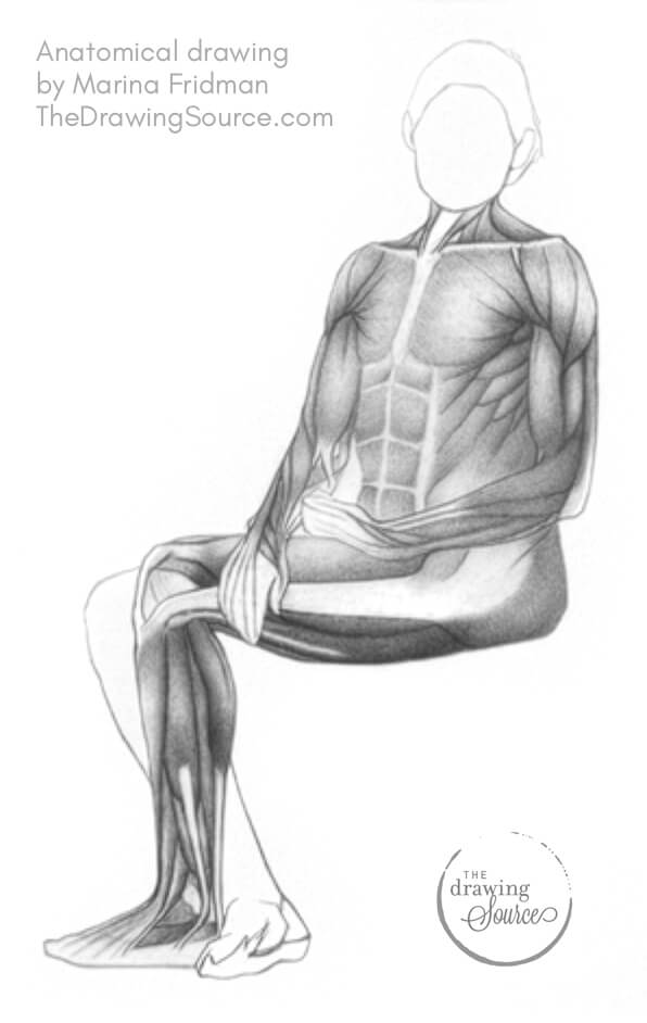 A realistic anatomical figure drawing showing the muscles of the body. A realistic anatomical figure drawing showing the muscles of the body.