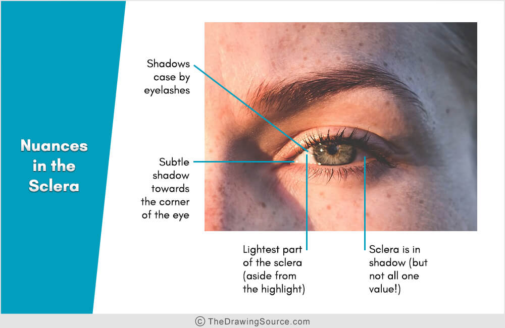 Artist anatomy: nuances in the sclera Artist anatomy: nuances in the sclera