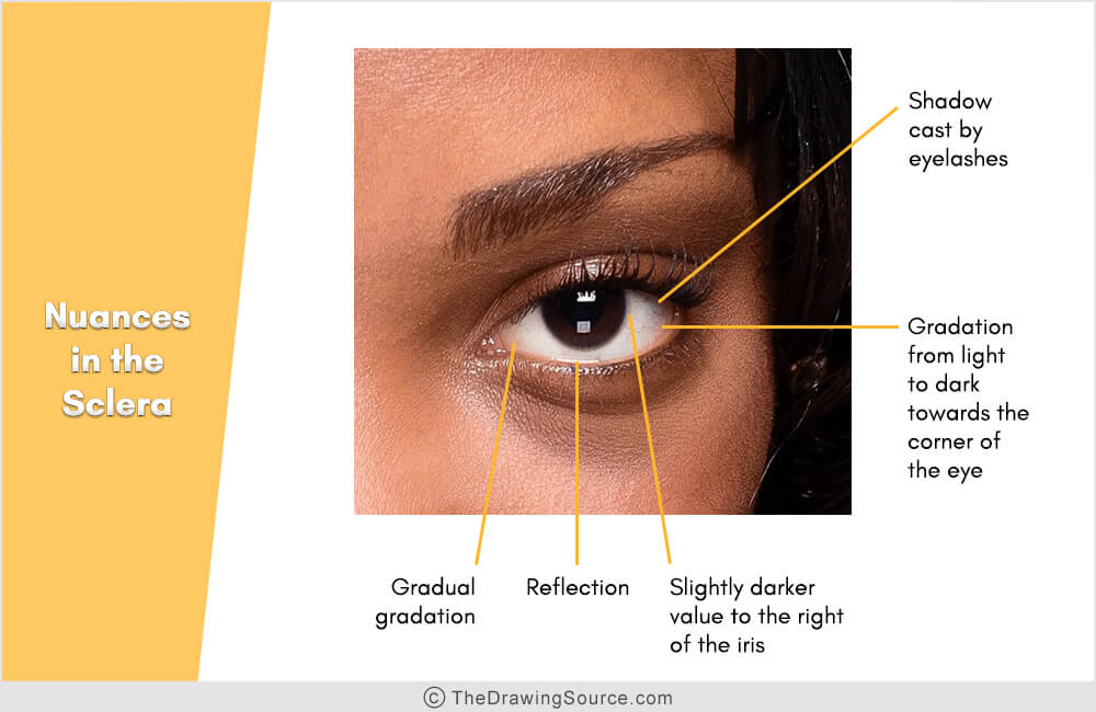 Artist anatomy: nuances in the sclera Artist anatomy: nuances in the sclera