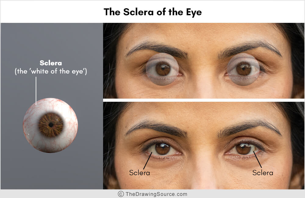 Anatomy for artists: sclera of the eye Anatomy for artists: sclera of the eye