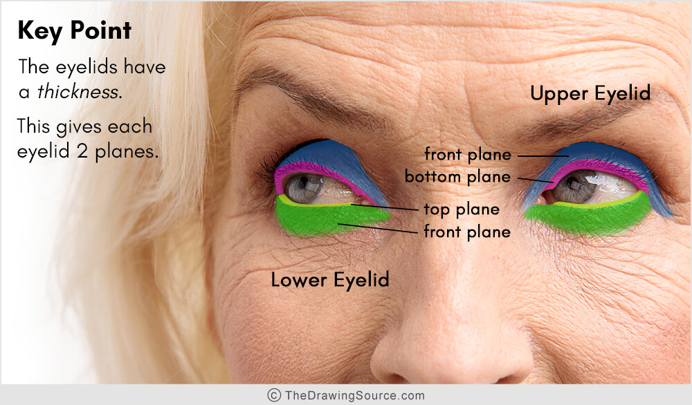 Drawing eyelids correctly Drawing eyelids correctly