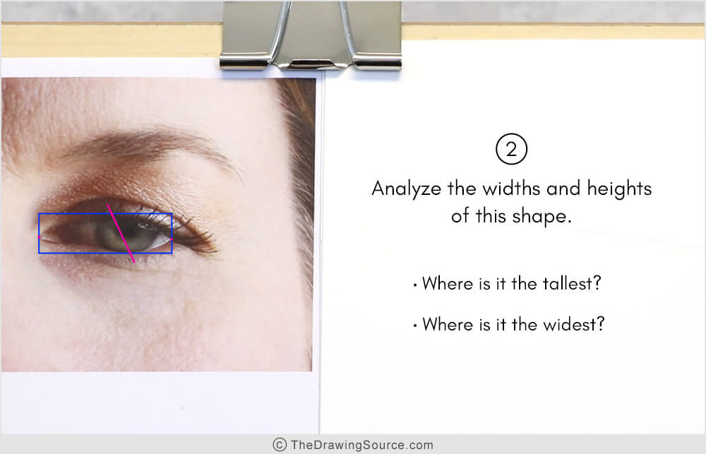 Analyzing widths and heights when drawing eyes Analyzing widths and heights when drawing eyes