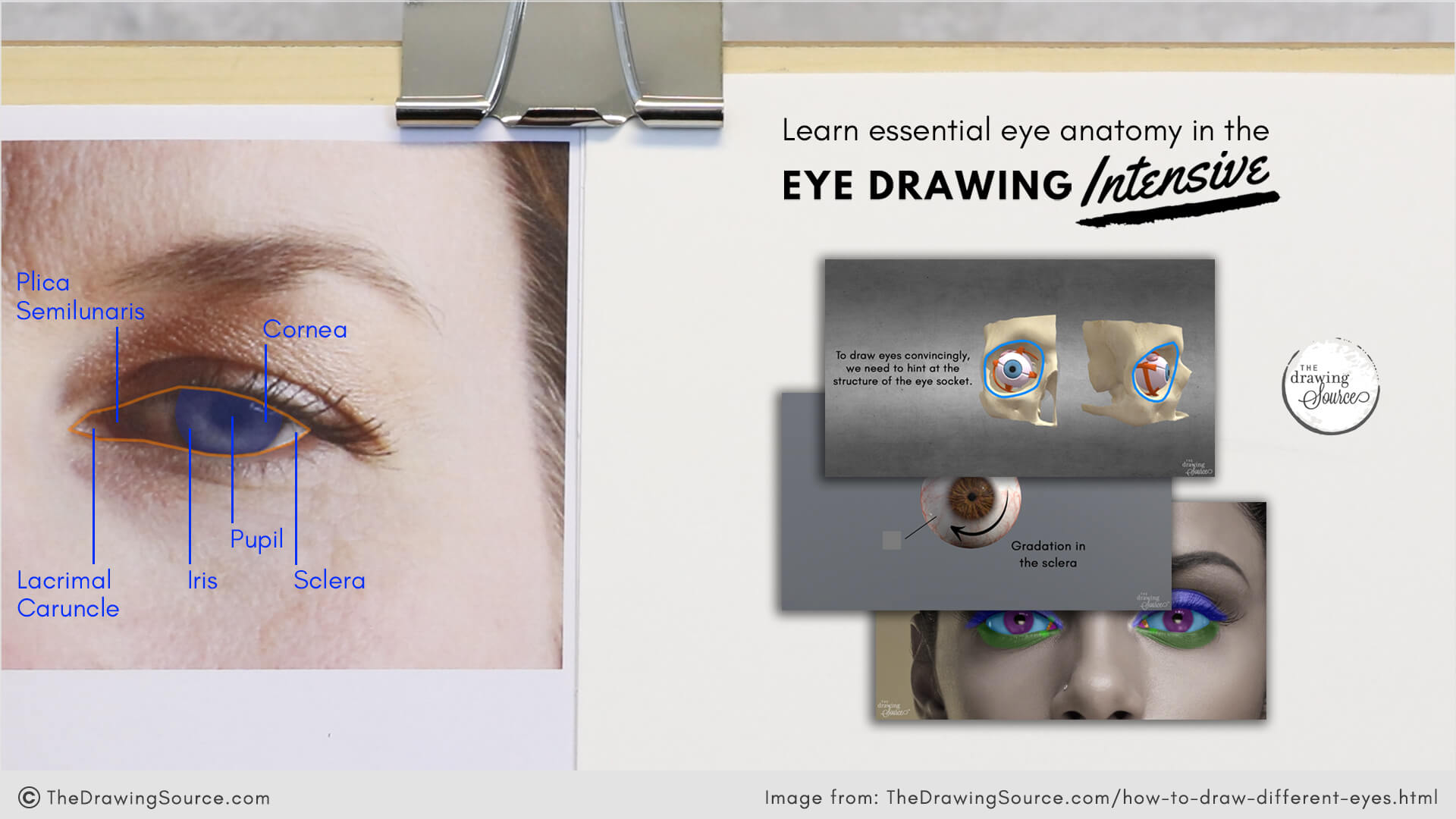 An eye reference photo showing 6 visible anatomical elements of the eye that are important to draw in this eye pose. Text overlay reads: lacrimal caruncle, plica semilunaris, iris, pupil, cornea, sclera. Learn essential eye anatomy in the Eye Drawing Intensive at The Drawing Source.