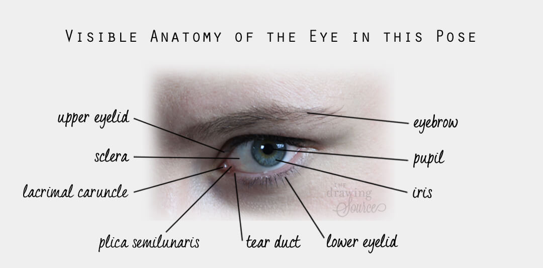 Human Eye - Definition, Structure, Function, Parts, Diagram