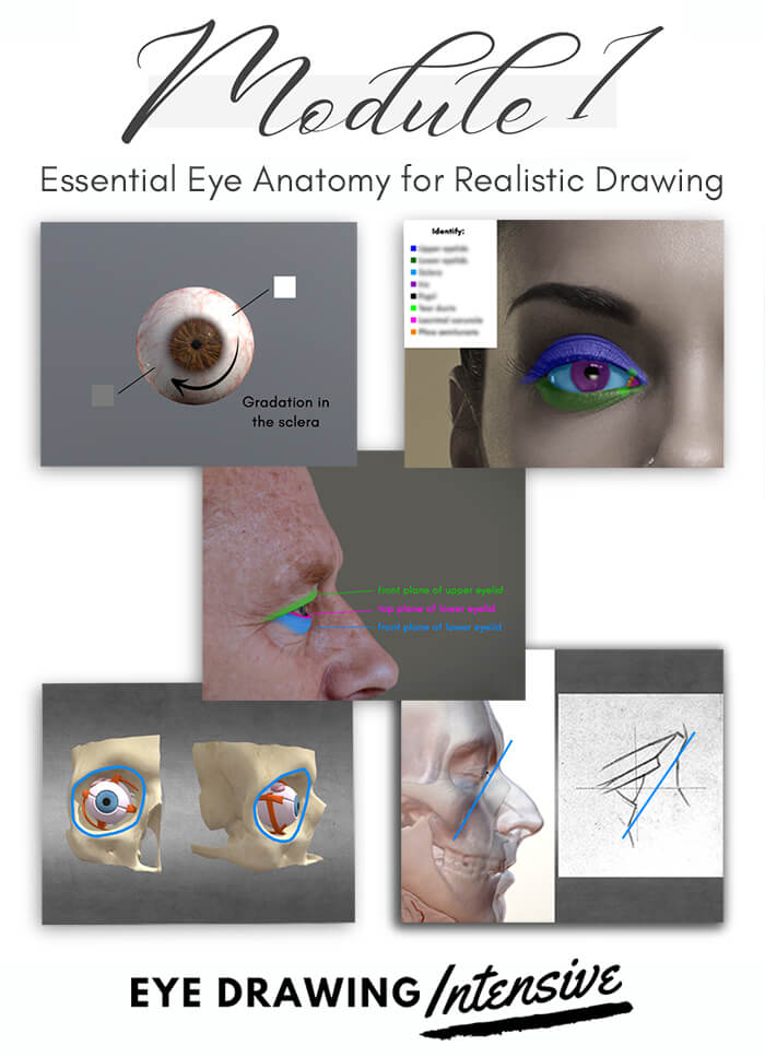 Eye Drawing Intensive Module 1: Essential Eye Anatomy for Realistic Drawing