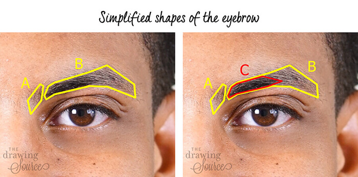 Eyebrow Shapes With Eyes Various Types Of Eyebrows Trimming Vector  Illustration With Different Thickness Of Brows Set With Captions Stock  Illustration  Download Image Now  iStock