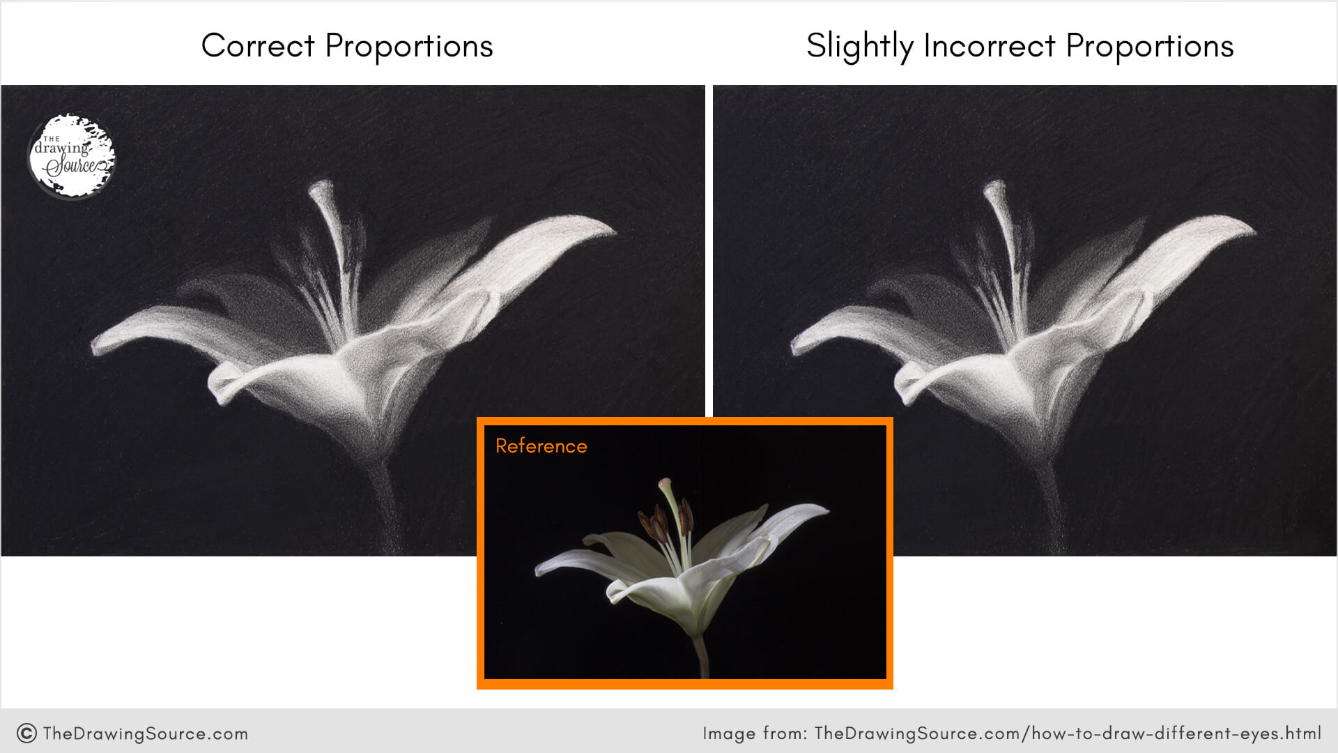 Two realistic flower drawings side by side — one with accurate proportions, the other slightly off. A photo reference is shown above.