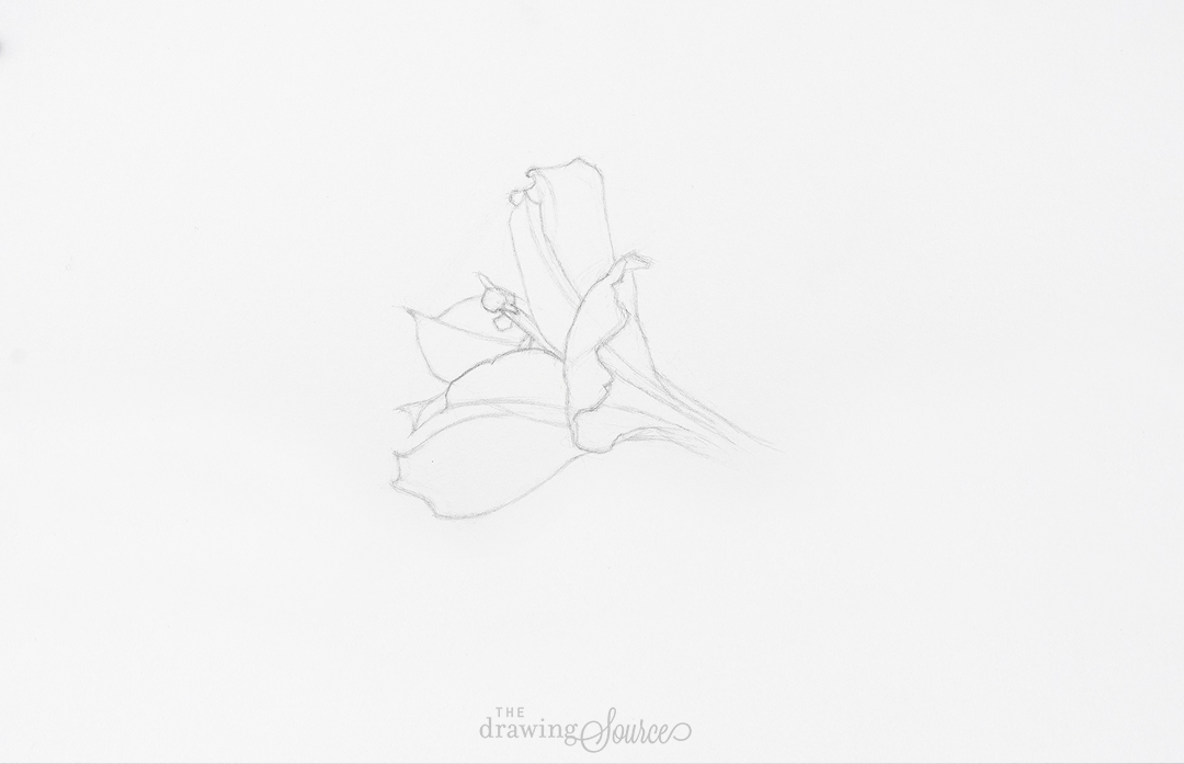 Flower Sketch Drawing Image - Drawing Skill