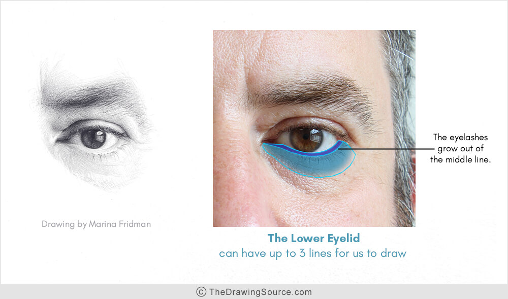 How to draw eyelids How to draw eyelids
