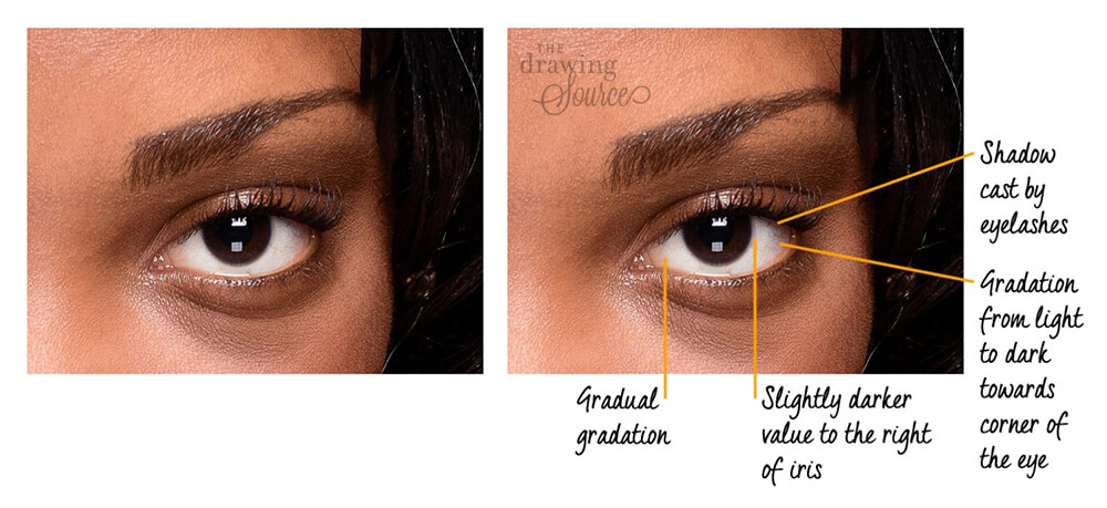 Photo of a womans eye pointing out the gradations and value differences in the sclera, or the white of the eye, that are important when drawing a realistic eye
