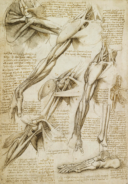 Leonardo da Vinci Drawings