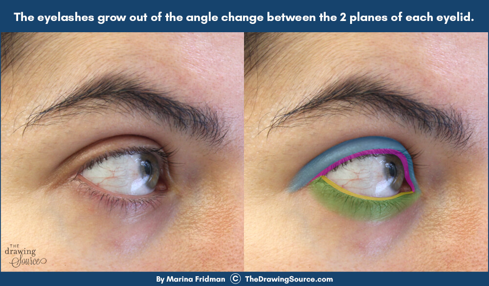 Placing eyelashes correctly in an eye drawing Placing eyelashes correctly in an eye drawing
