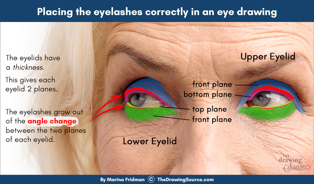 Placing eyelashes correctly in an eye drawing Placing eyelashes correctly in an eye drawing