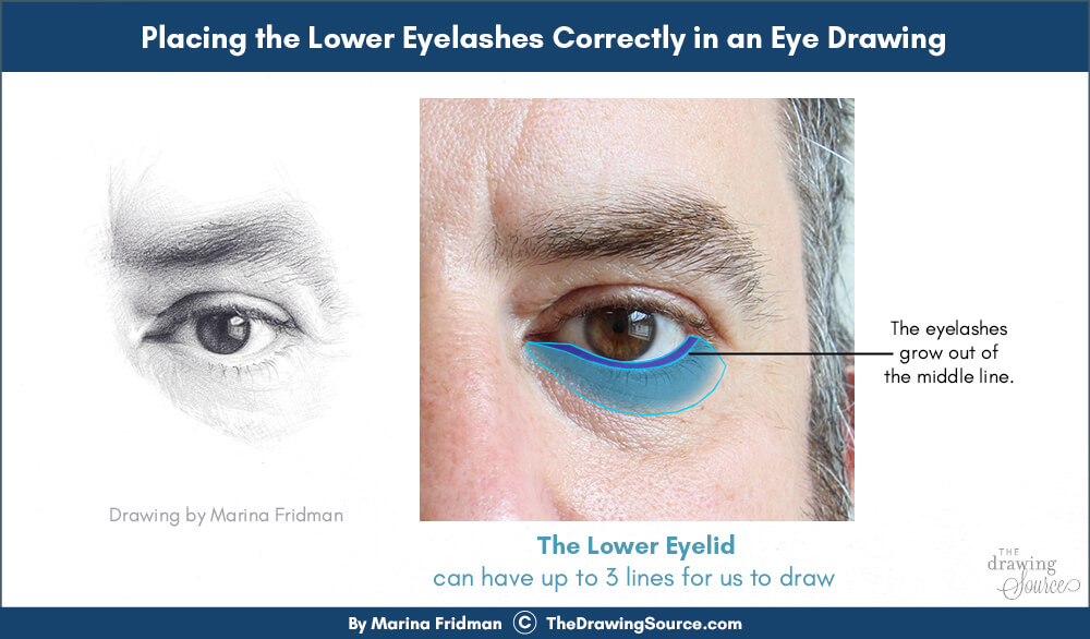 Placing the lower eyelashes in an eye drawing correctly Placing the lower eyelashes in an eye drawing correctly