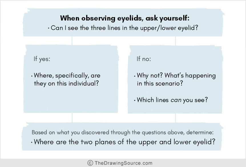 Questions to ask yourself when drawing eyelids Questions to ask yourself when drawing eyelids