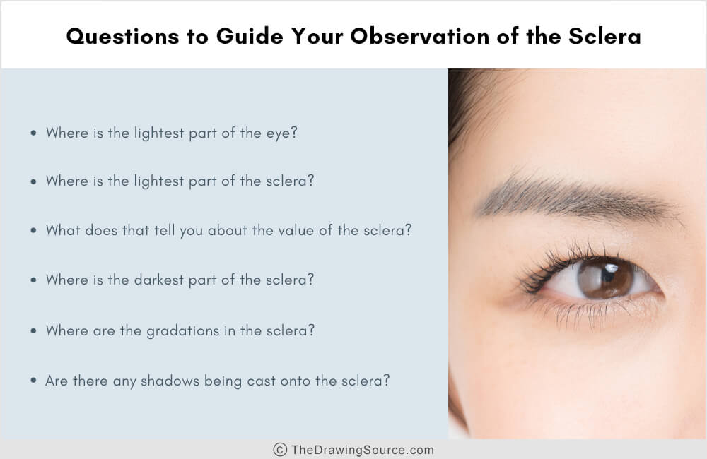 Artist anatomy: questions to guide your observation of the sclera Artist anatomy: questions to guide your observation of the sclera