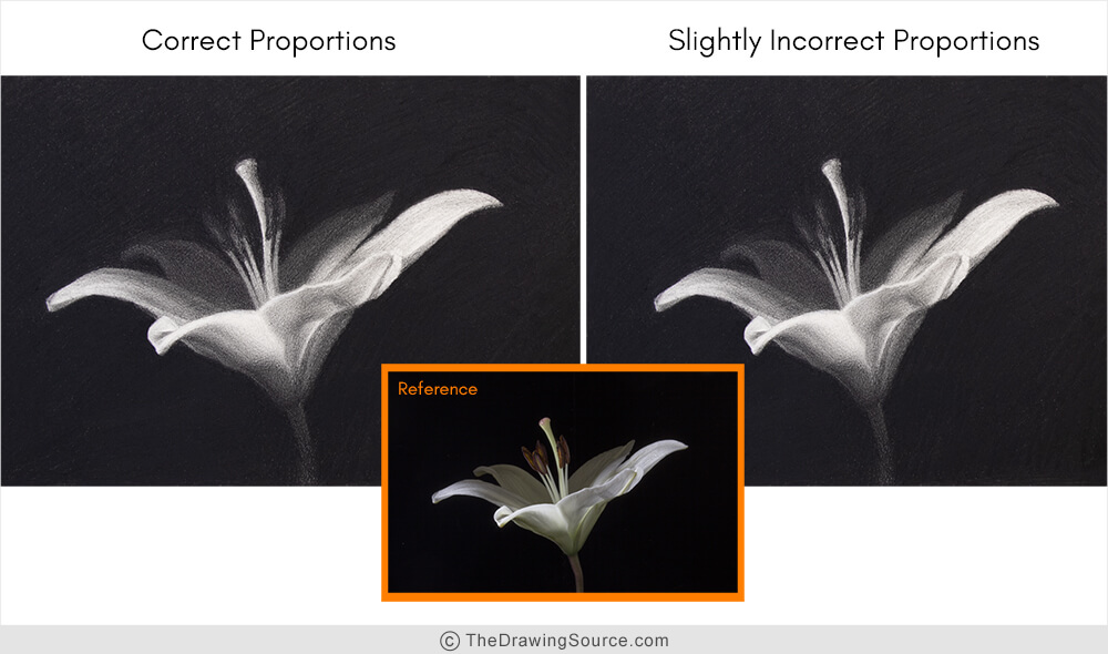 Realistic flower drawing proportions Realistic flower drawing proportions