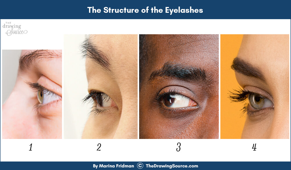 The structure of the eyelashes The structure of the eyelashes