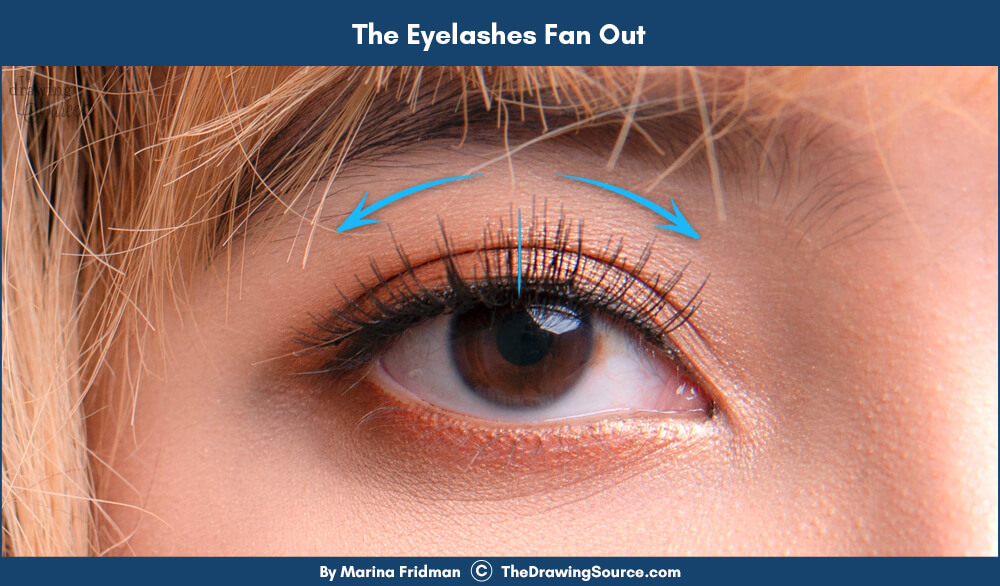 The eyelashes fan out The eyelashes fan out