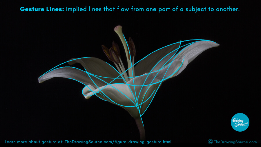 An image of a flower with a gesture drawing overlaid, demonstrating how gesture lines connect all parts of a form in drawing.