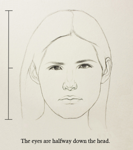 Proportions Of The Face